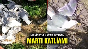 Martı vuran kaçak avcıya 16 bin lira ceza