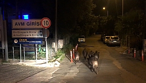 Muğla'da aç kalan domuzlar ilçe merkezine indi