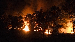 Muğla'da yangında 5 hektar orman alanı zarar gördü