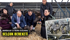 Selçuk'un mandaları 13 yavru doğurdu...