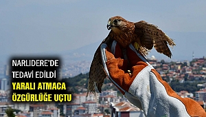 Yaralı atmaca Narlıdere'de tedavi edildi
