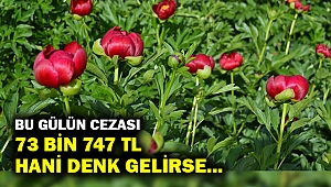 'Ayı gülü'nü koparana 73 bin 747 lira ceza