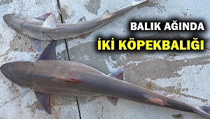 Bodrum'da balıkçı ağına iki köpek balığı takıldı