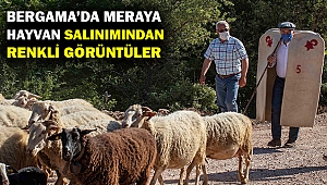 Büyük ve küçükbaş hayvanların yayla serüveni başladı