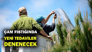 Çam fıstığındaki verim düşüklüğüne 10 proje ile çözüm aranıyor