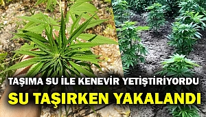 Denizli'de tarlasında hint keneviri yetiştiren kişi gözaltına alındı