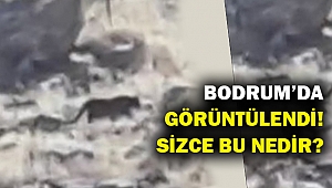 Gördüğüne inanamadı... Bodrum'da cinsi tanımlanamayan hayvan!