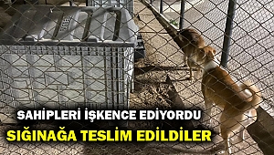 İzmir'de köpeklere işkence yapan kişi gözaltına alındı!