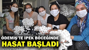 İzmir'deki ipek böceği yetiştiricilerinde ilk hasat heyecanı