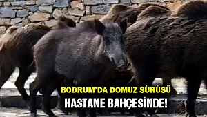 Bodrum Devlet Hastanesi bahçesinde domuz sürüsü...