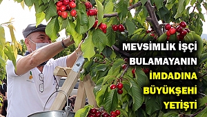 Soyer 250 gönüllü işçi ile kiraz hasadı yaptı