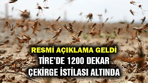 Tire'deki çekirge istilasına açıklama... Ne kadar tehlikeli?