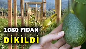 Ege Bölgesi avokado yetiştirecek... Kivi tuttu avokado neden olmasın...