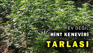 İzmir'de 1371 kök Hint keneviri ele geçirildi