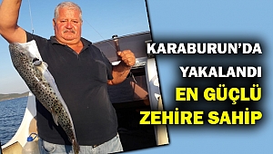 Karaburun'da zehirli balon balığı paniği...