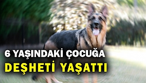 Kemalpaşa'da bir köpek 6 yaşındaki çocuğa ve esnafa saldırdı... 3 kişi yaralandı...