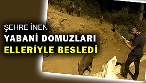 Muğla'da bir kişi şehre inen domuz sürüsünü ekmekle besledi