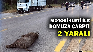 Muğla'da motosiklet domuza çarptı: 2 yaralı