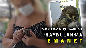 YARALI BAYKUŞA ÖNCE DUYARLI VATANDAŞ SONRA HAYBULANS EL UZATTI
