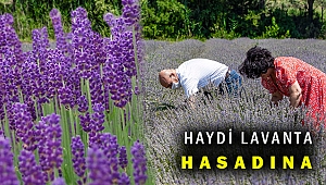 Başkan Tunç Soyer Seferihisar'daki ilk lavanta hasadına katıldı