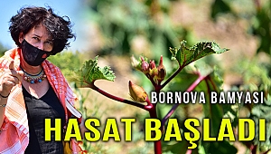 Bornova Bamyasının hasadına Soyer de eşlik etti