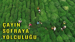 ÇAYKUR'da yaş çay bedeli ödemelerine başlandı