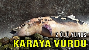 İzmir'de 2 ölü yunus karaya vurdu