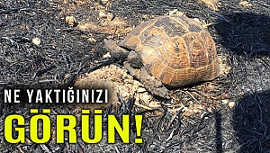 Muğla'da anız yangınında alevlerin ortasında kalan kaplumbağa kurtarıldı