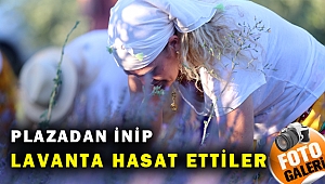 Plazadan tarlaya inip lavanta hasadı yaptılar