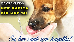 Sokak hayvanları için 'bir kap su' kampanyası