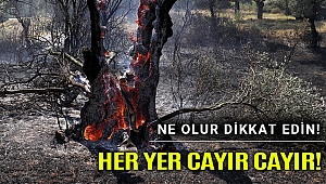 Aydın'da zeytinlik yangını evleri tehdit ediyor