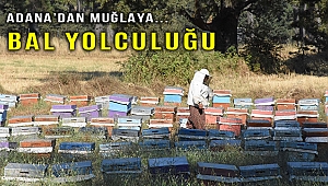 Gezginci arıcıların 'bal' yolculuğu