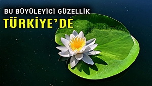 Nilüferleriyle ünlü Işıklı Gölü doğal güzellikleriyle cezbediyor