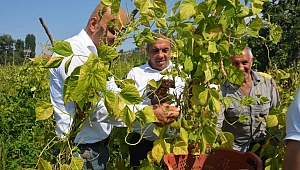 Ovacık Yaylası'nda Barbunya Hasadı