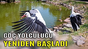 Tedavileri tamamlanan 4 leylek yeniden göç yolculuğuna çıktılar