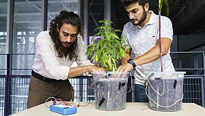Bitkiler büyürken elektrik üretilebilecek