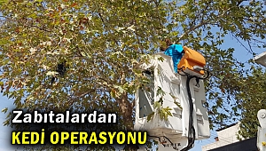 Bornova’da zabıtalardan kedi operasyonu