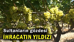 Çekirdeksiz sofralık sultani üzüm ihracatın yıldızı oldu