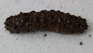 EÜ Su Ürünlerinden Öncü Bir Proje Daha