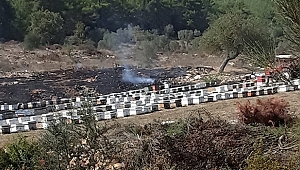 Muğla'da çıkan yangında arı kovanları zarar gördü