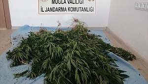 Muğla'da uyuşturucu operasyonu