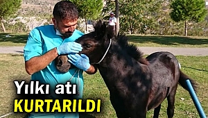 Yavru yılkı atı kurtarıldı