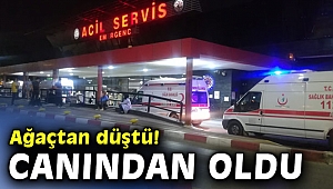 Ağaçtan düştü! Canından oldu