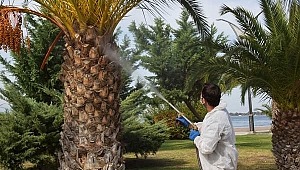 Aliağa’da Kırmızı Palmiye Böceğine Geçit Yok