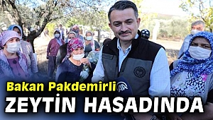 Bakan Pakdemirli kadın çiftçilerle zeytin hasadında 