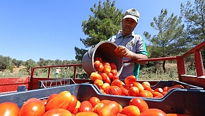 Buca’nın ürünleri 1.458 mutfağa bereket oldu