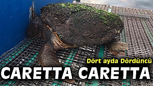 Dört ayda dördüncü Caretta caretta
