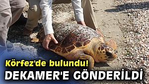 Körfez'de bulundu! DEKAMER'e gönderildi