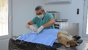 Kuşadası’nın sokak hayvanları sahipsiz değil