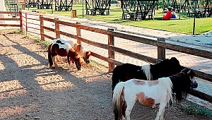 Ödemiş Belediyesi Taypark’ta çocuklar için atla gezinti turları başladı